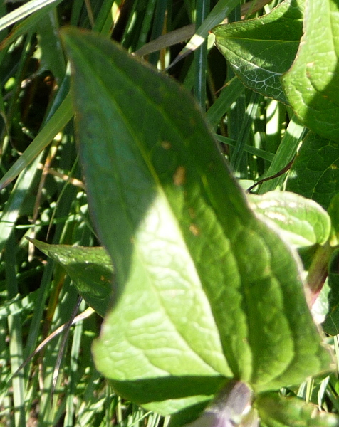 Gentiana asclepiadea