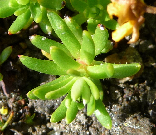 Saxifraga aizoides