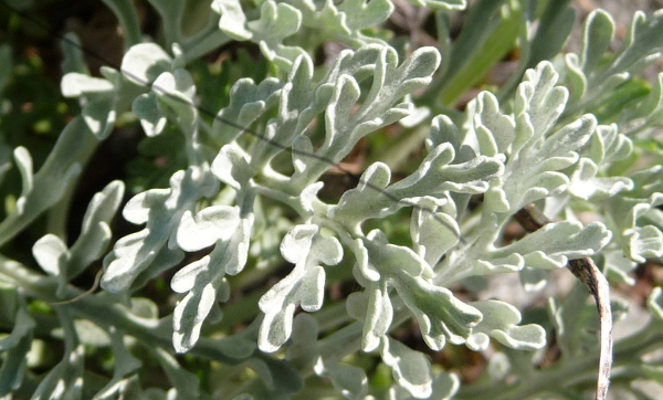 Jacobaea incana / Senecio canuto