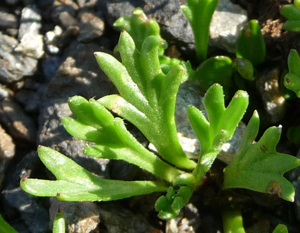 Leucanthemopsis alpina