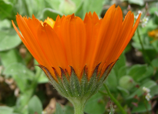 Calendula cfr. officinalis