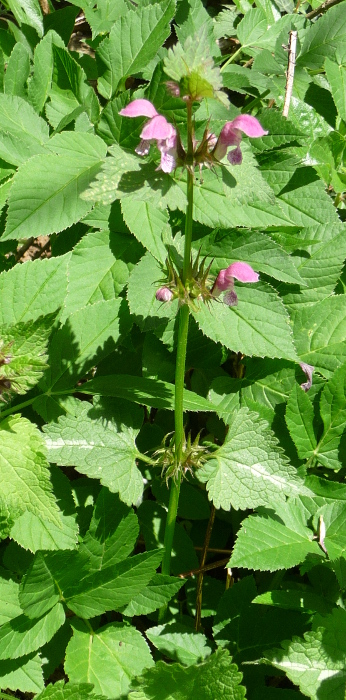 Lamium maculatum