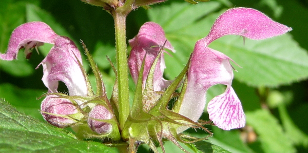 Lamium maculatum