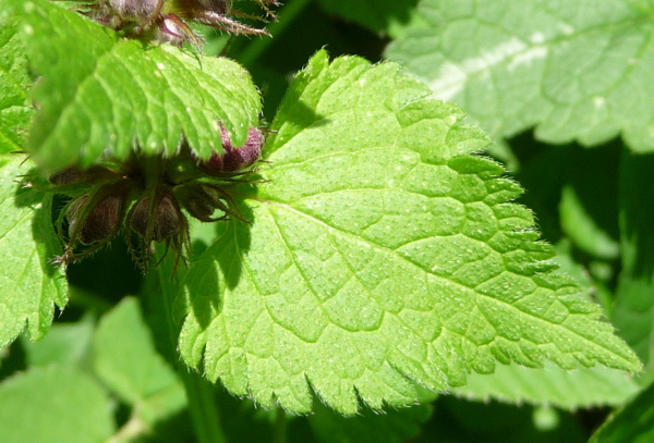 Lamium maculatum