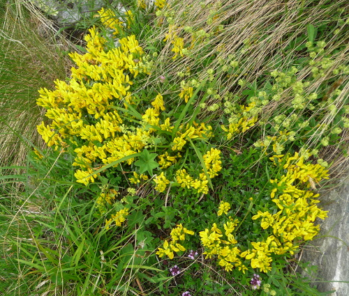 Genista tinctoria