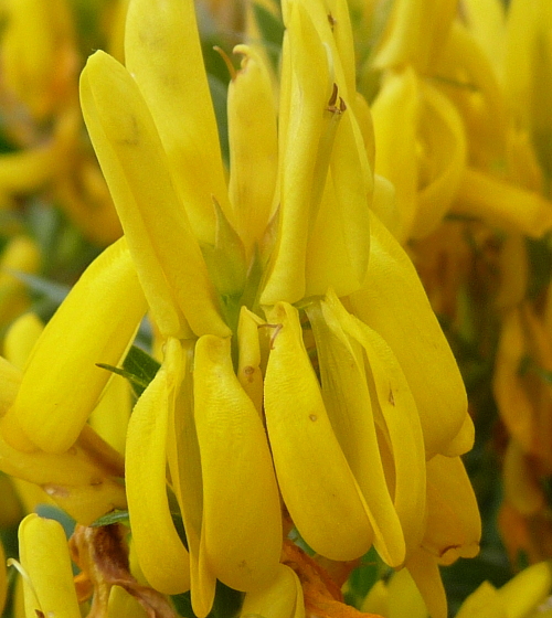 Genista tinctoria