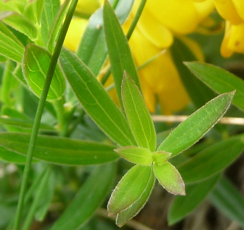 Genista tinctoria
