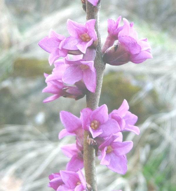 Daphne mezereum