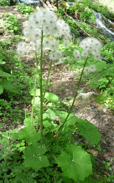 Petasites albus in fruttificazione