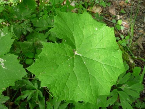 Petasites albus in fruttificazione