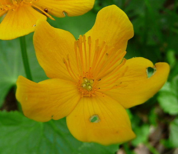 Caltha palustris