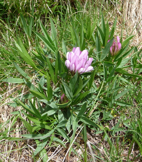 Trifolium alpinum