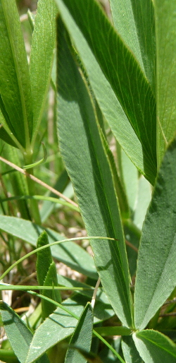 Trifolium alpinum