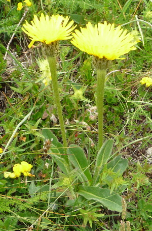 Hypochaeris uniflora