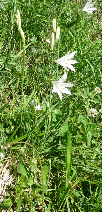 Paradisea liliastrum