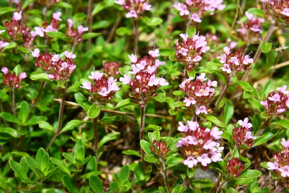 Thymus pulegioides / Timo goniotrico