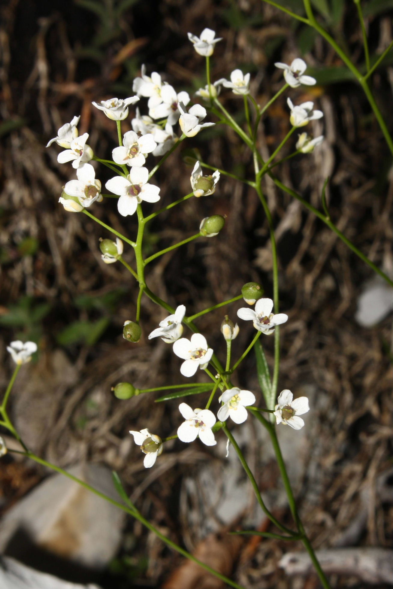 Kernera saxatilis  / Coclearia delle rupi