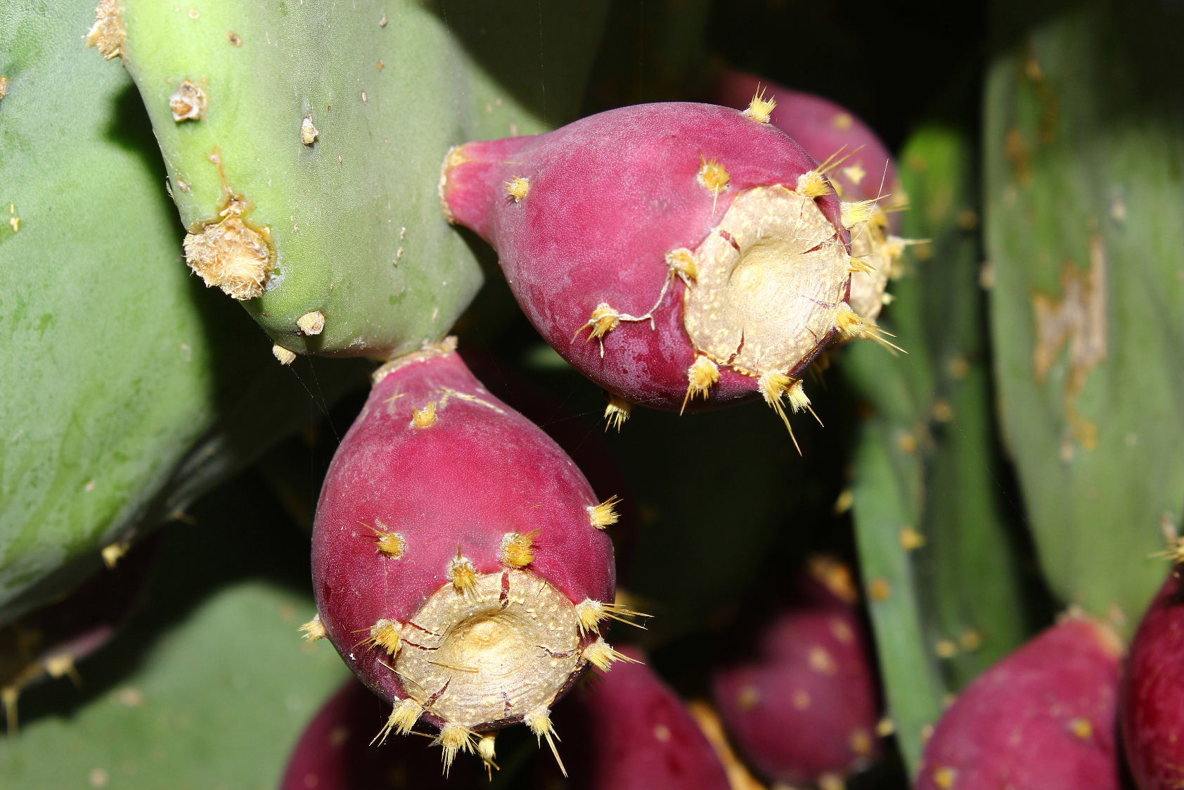 Opuntia stricta / Fico d''India compatto