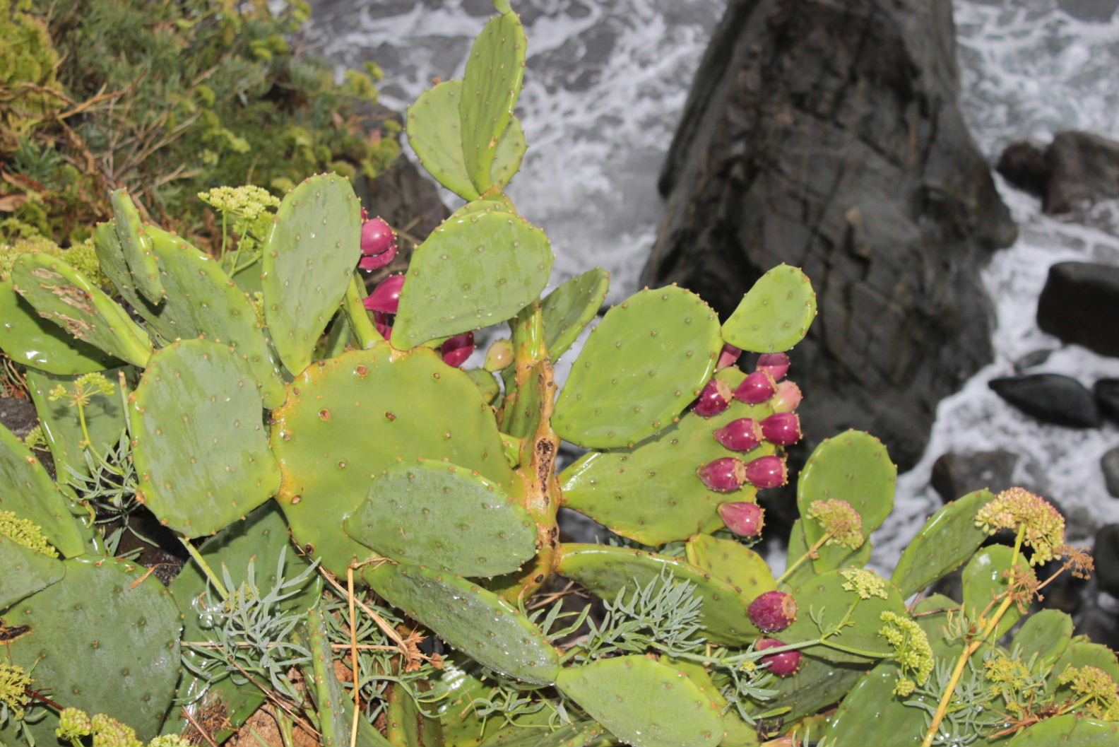 Opuntia stricta / Fico d''India compatto