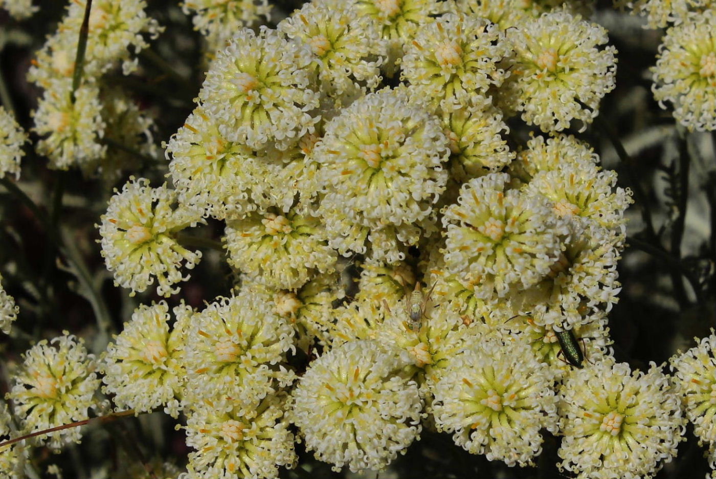 Santolina ligustica / Crespolina ligure