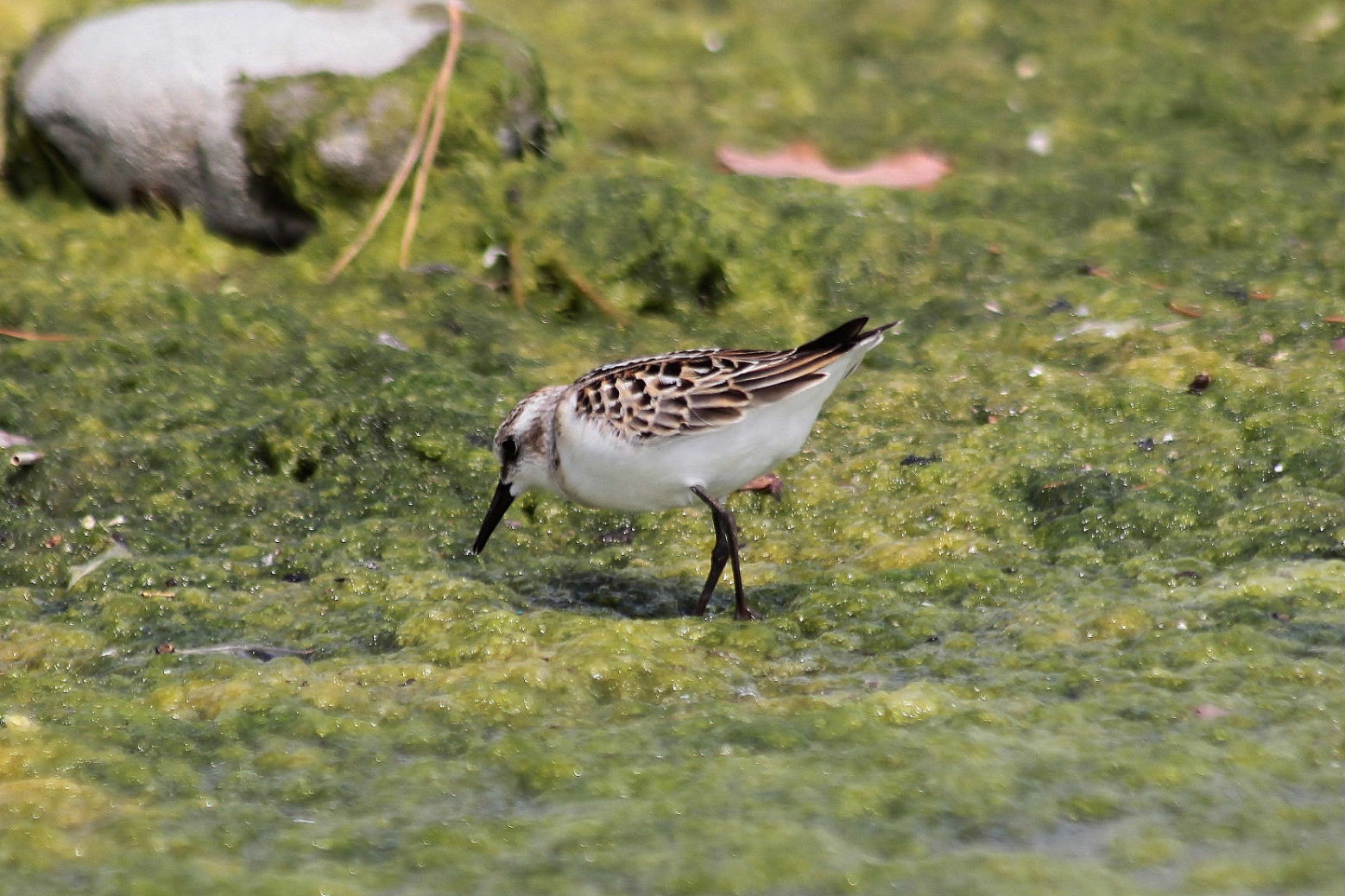 Calidris minuta  Gambecchio