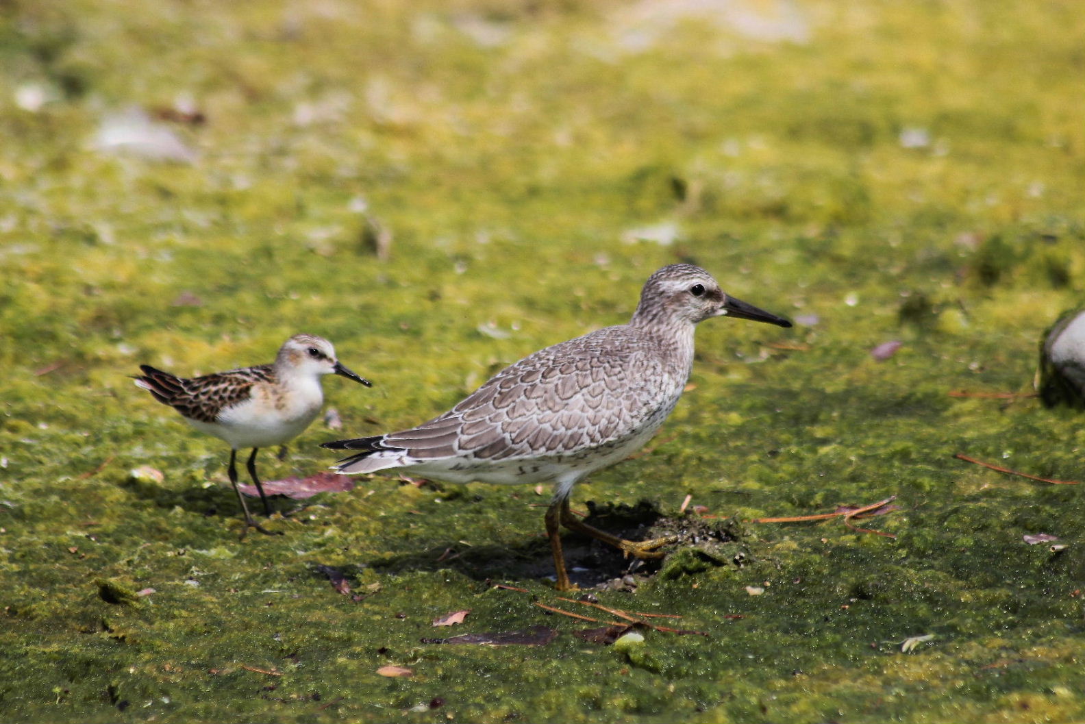 Calidris minuta  Gambecchio