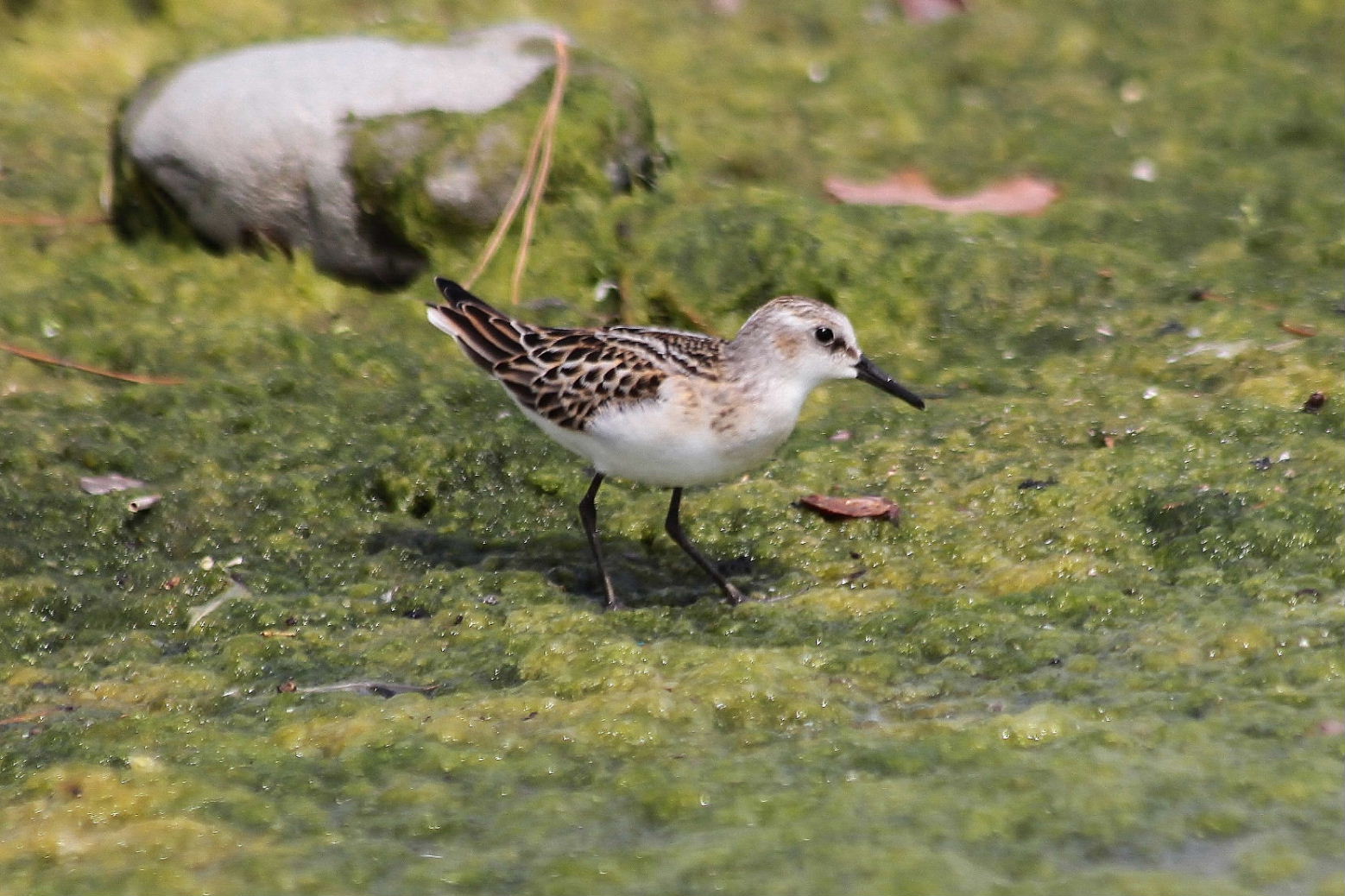 Calidris minuta  Gambecchio