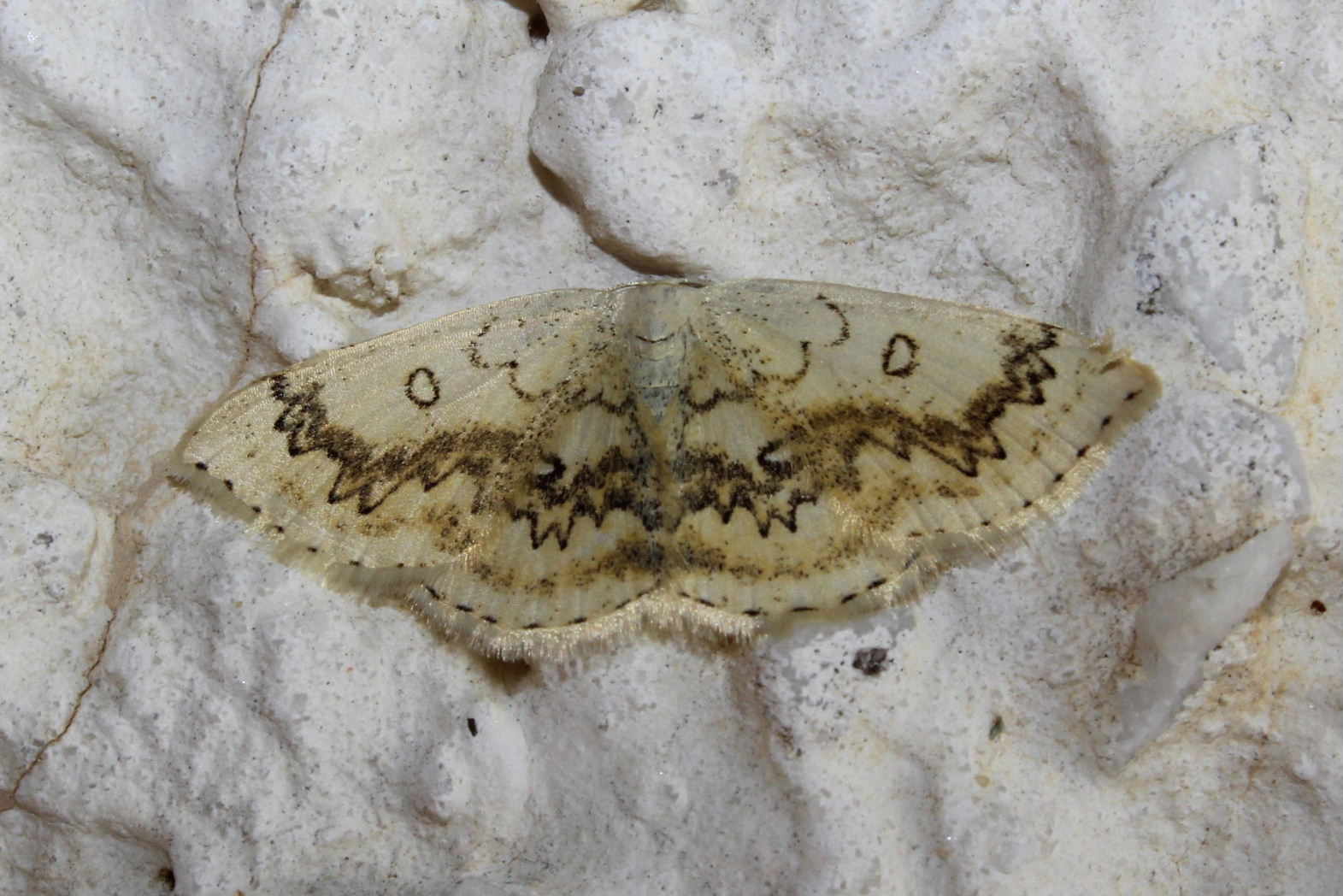 Falena da determinare-10 - Cyclophora annularia