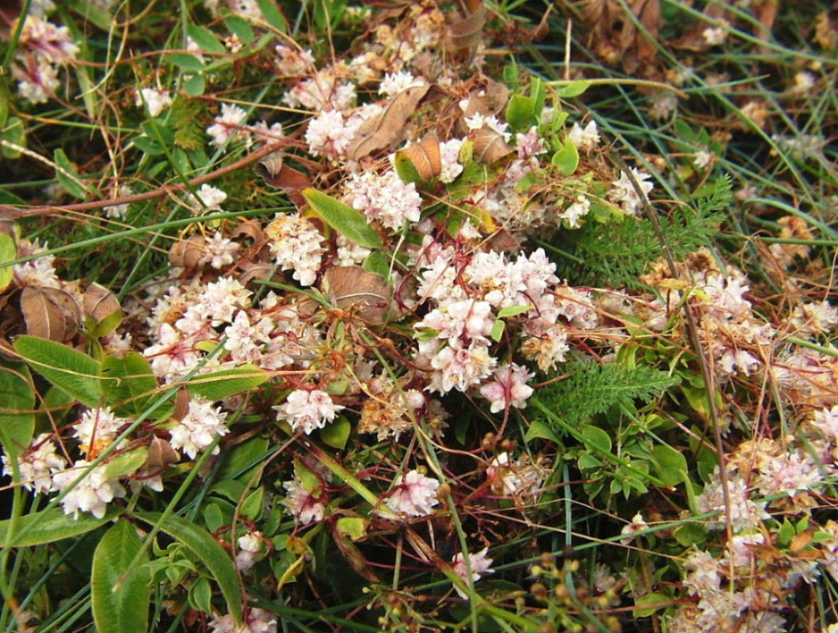 Cuscuta epithymum / Cuscuta epitimo