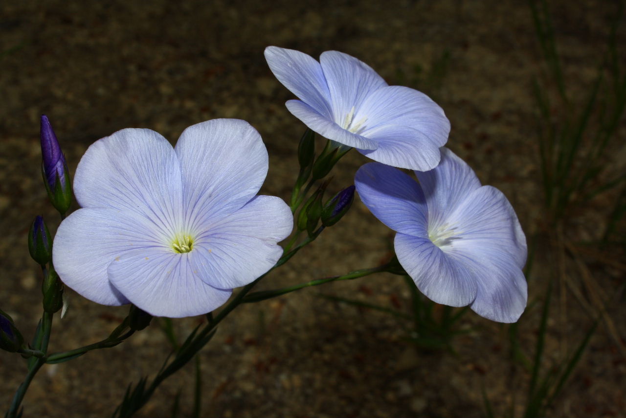 Linum narbonense / Lino lesinino