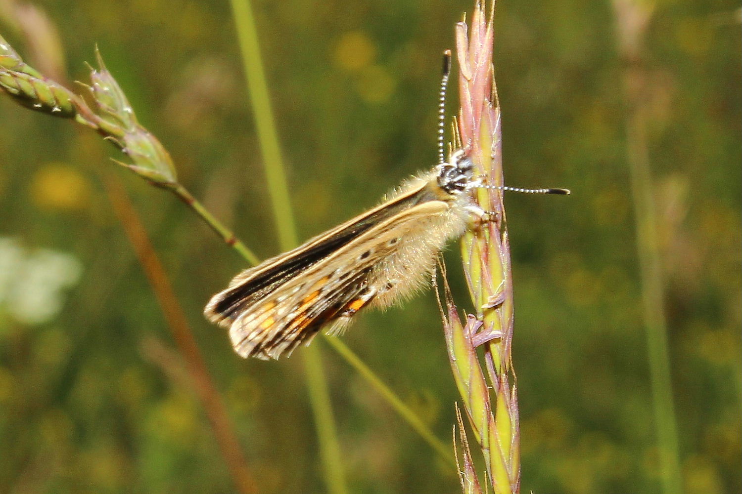 Lycaenidae da determinare 2 - Plebejus argus