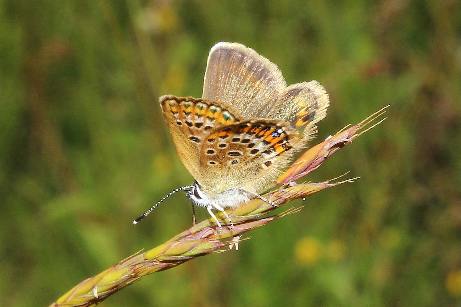 Lycaenidae da determinare 2 - Plebejus argus
