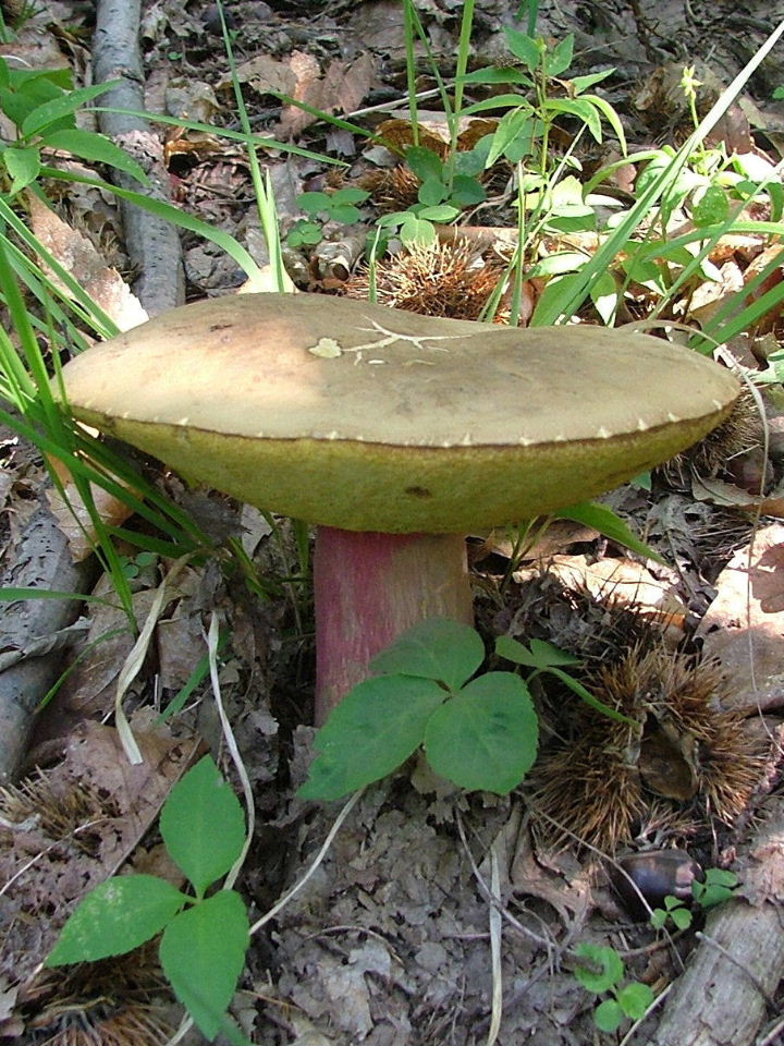 Boletus da determinare -5