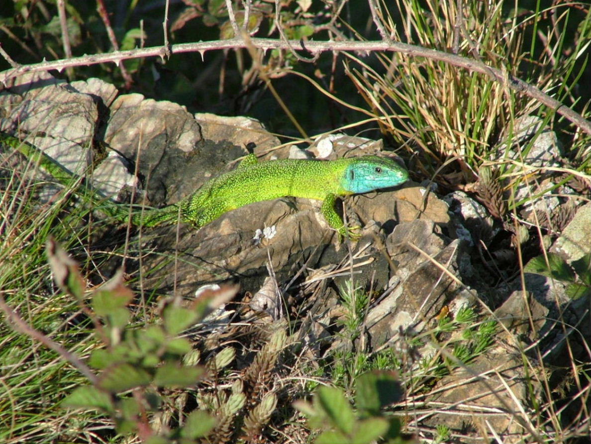 Lacerta viridis ??