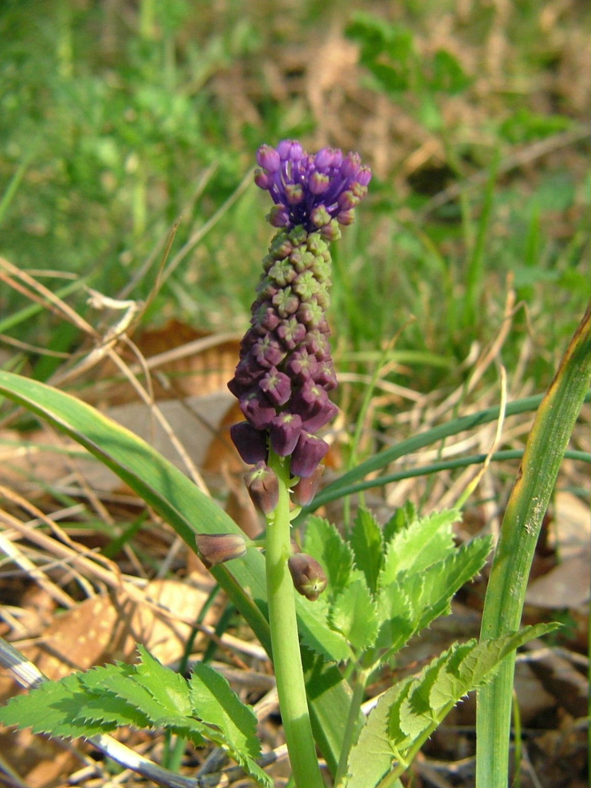 Asparagacea - Muscari comosum