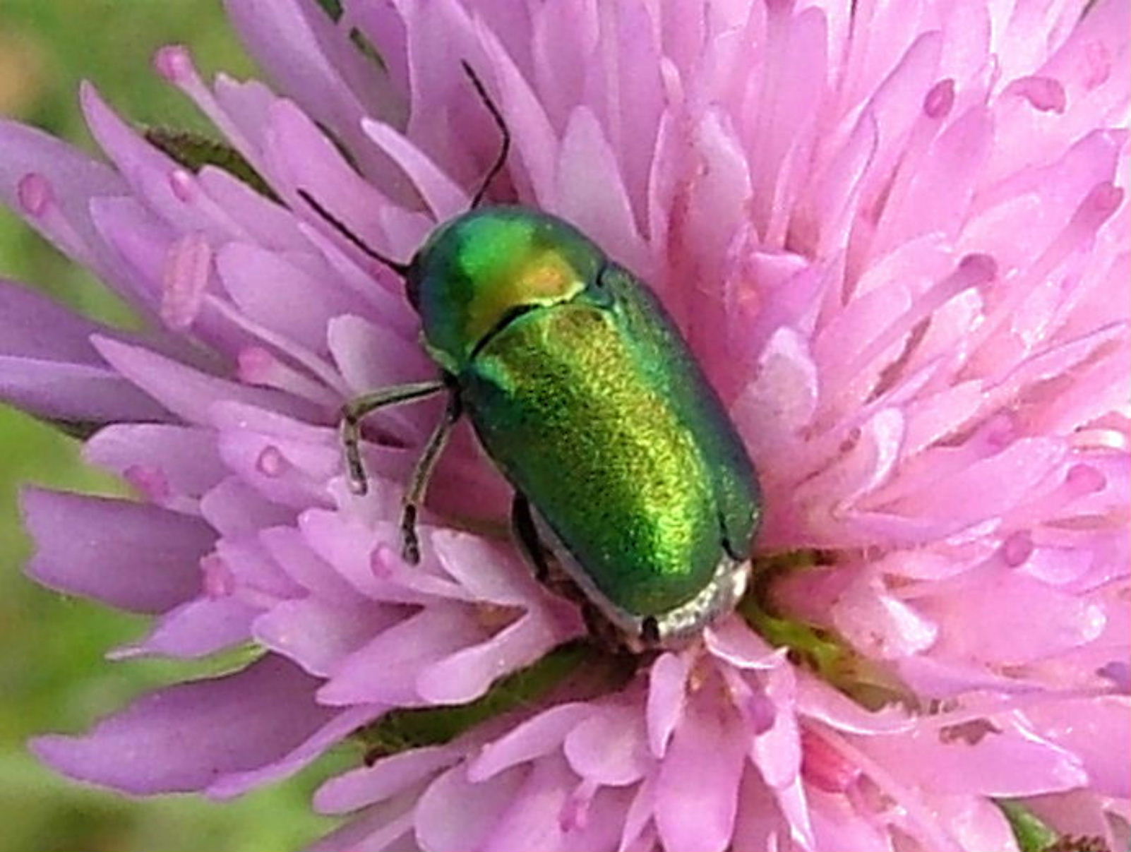 Cryptocephalus sericeus - Genova