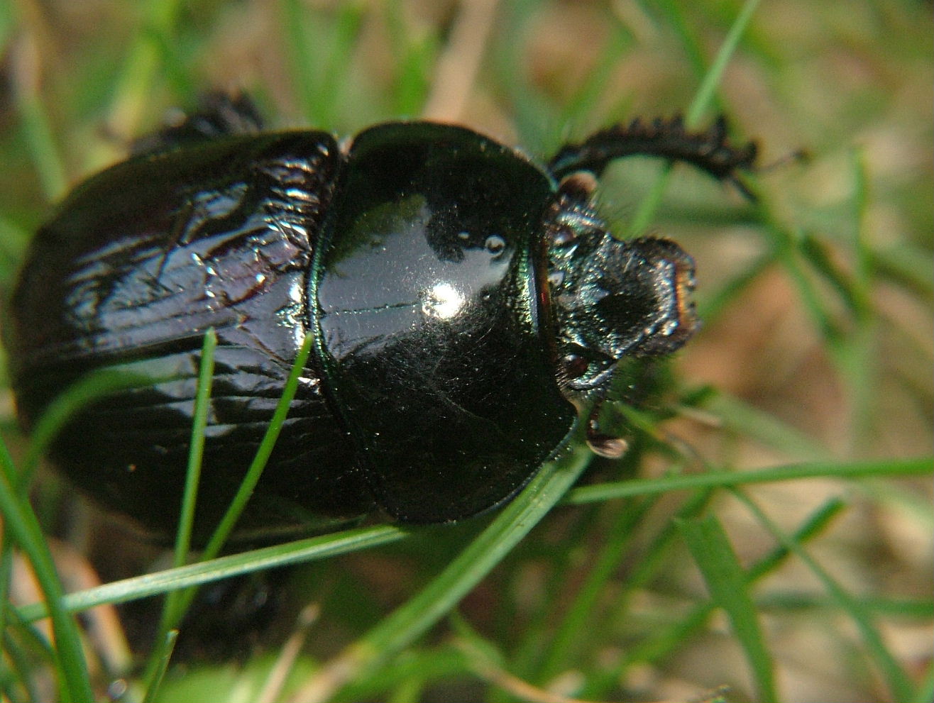 Coleoptera da determinare-2: Anoplotrupes stercorosus?