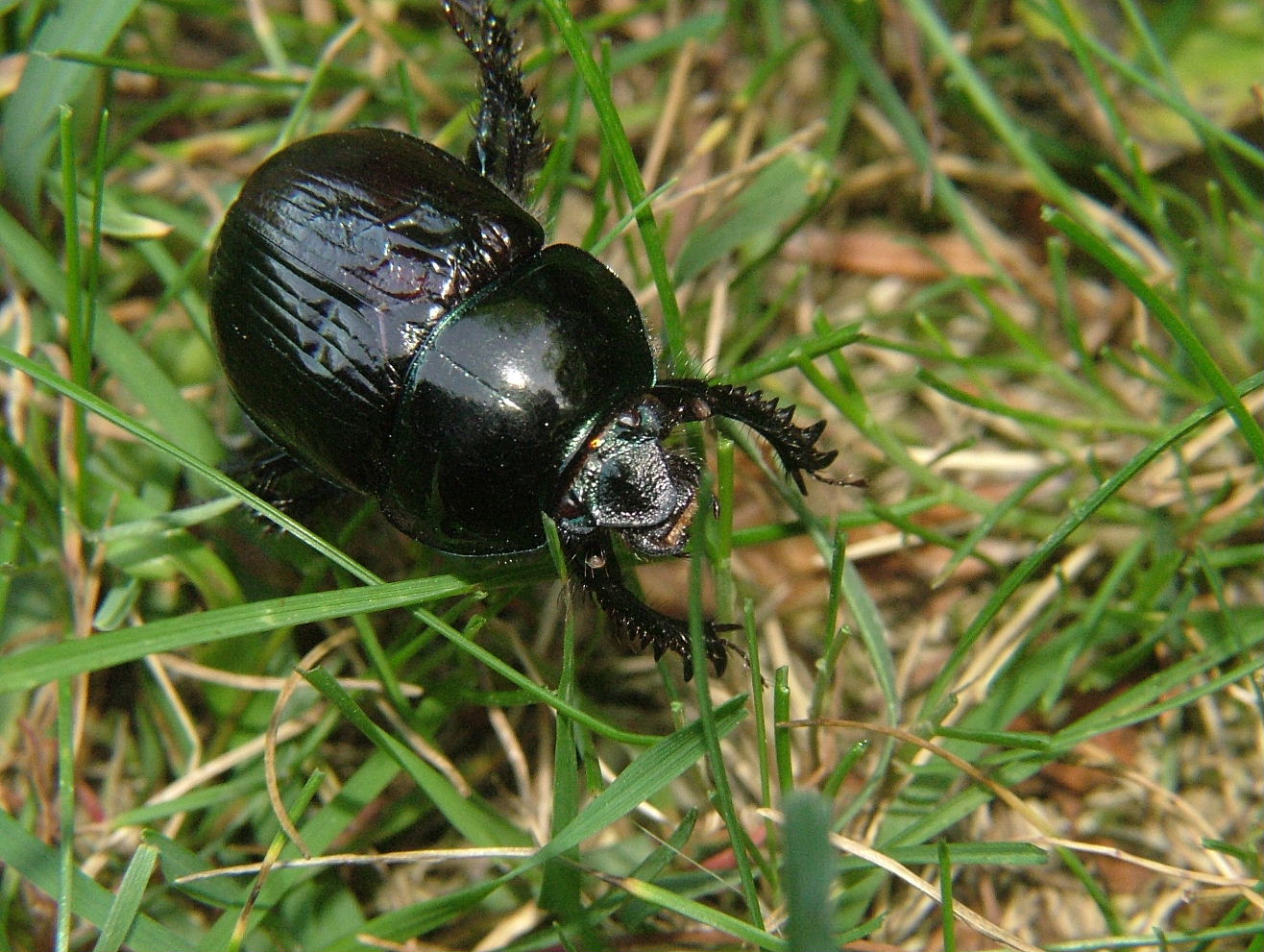 Coleoptera da determinare-2: Anoplotrupes stercorosus?