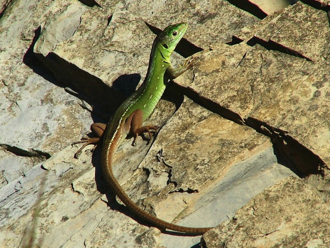 Lacerta viridis ??