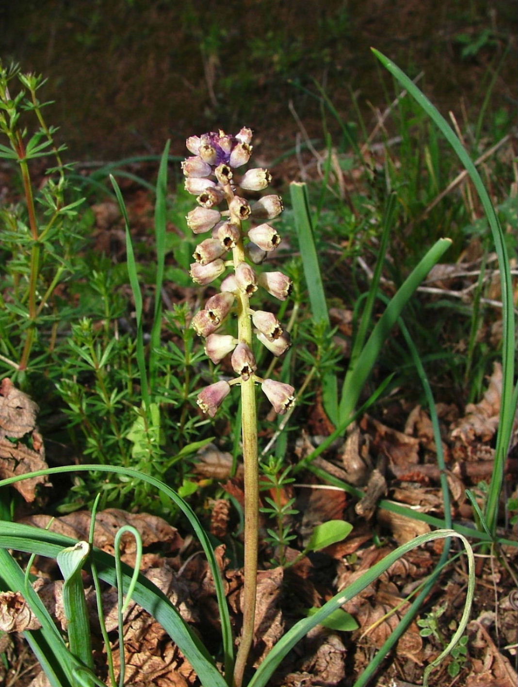 Asparagacea - Muscari comosum