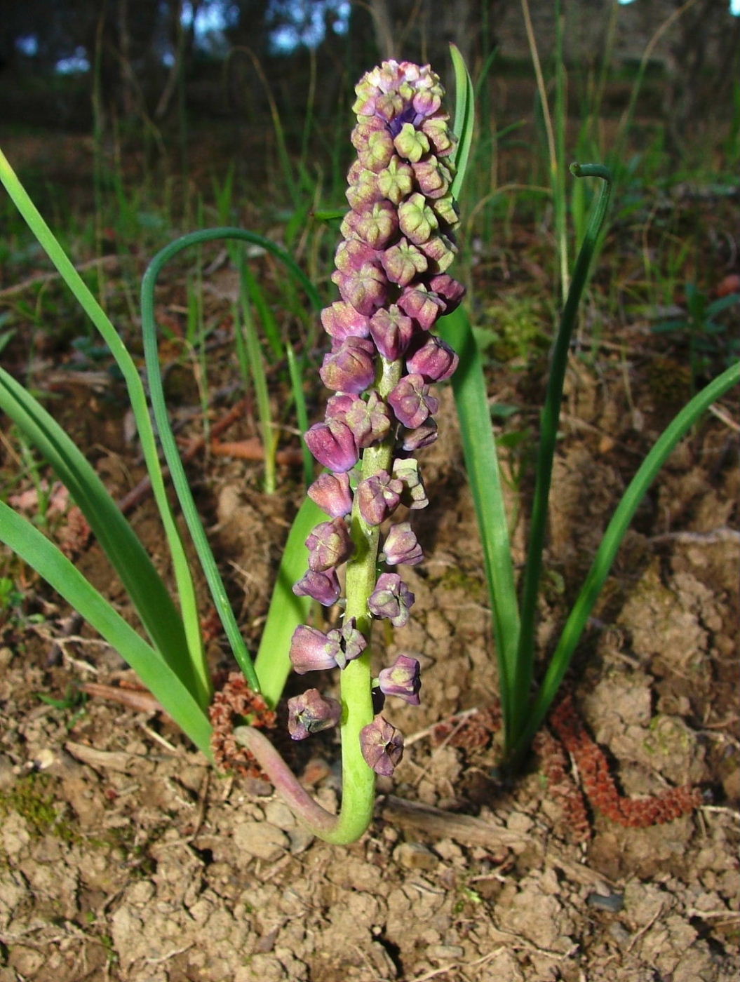 Asparagacea - Muscari comosum