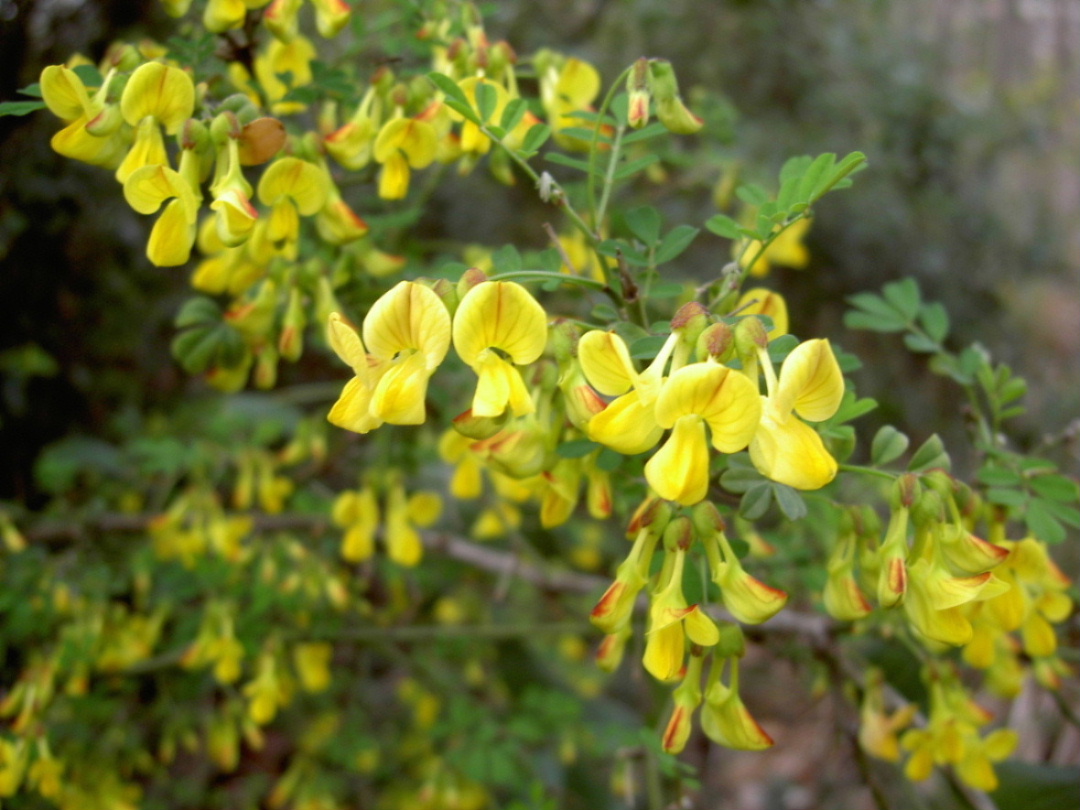 Coronilla emerus = Emerus major