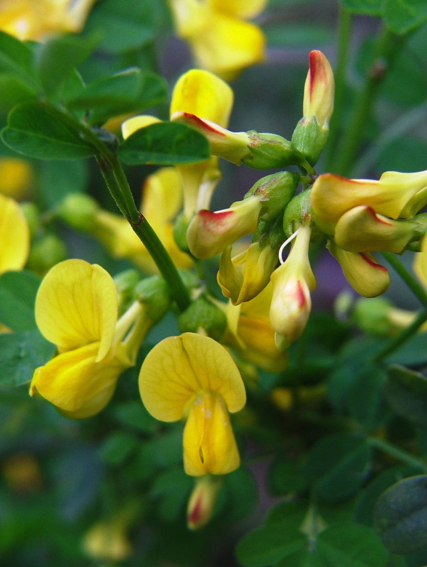 Coronilla emerus = Emerus major