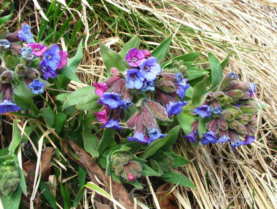 Pulmonaria australis / Pulmonaria meridionale
