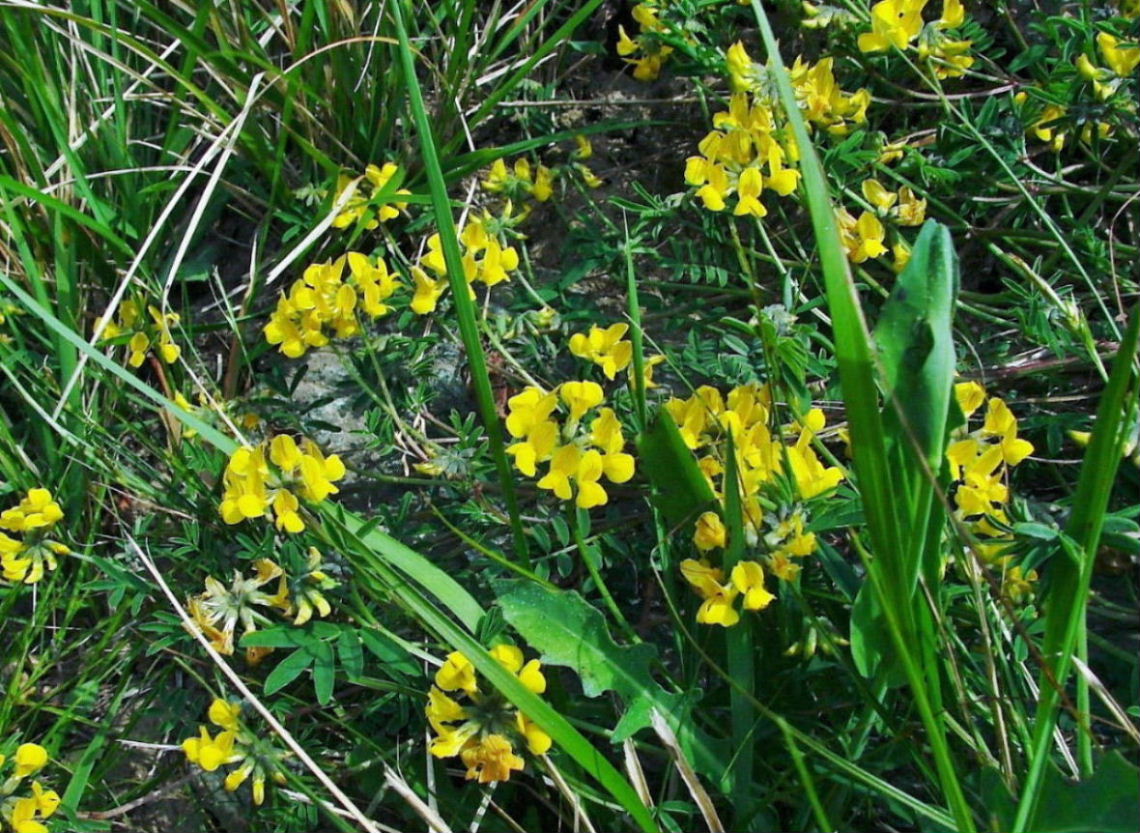 Hippocrepis comosa / Sferracavallo comune