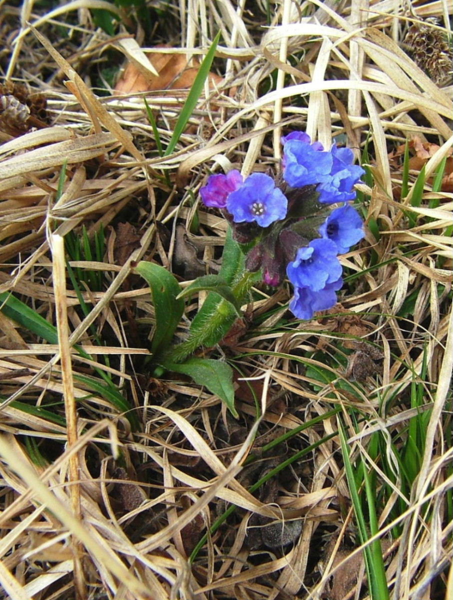 Pulmonaria australis / Pulmonaria meridionale