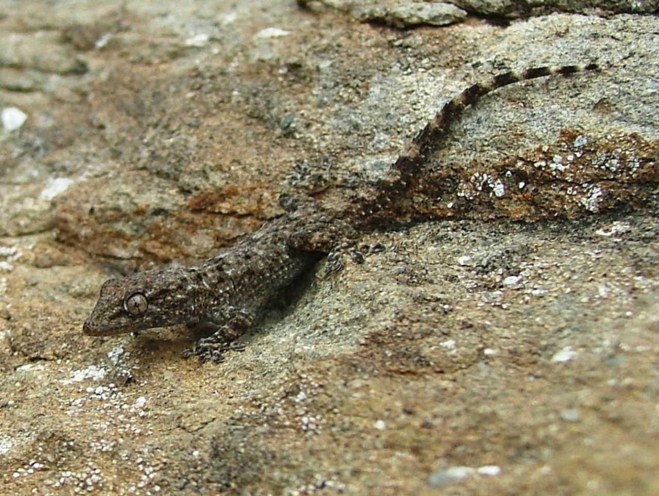 Giovane di geco comune (Tarentola mauritanica)