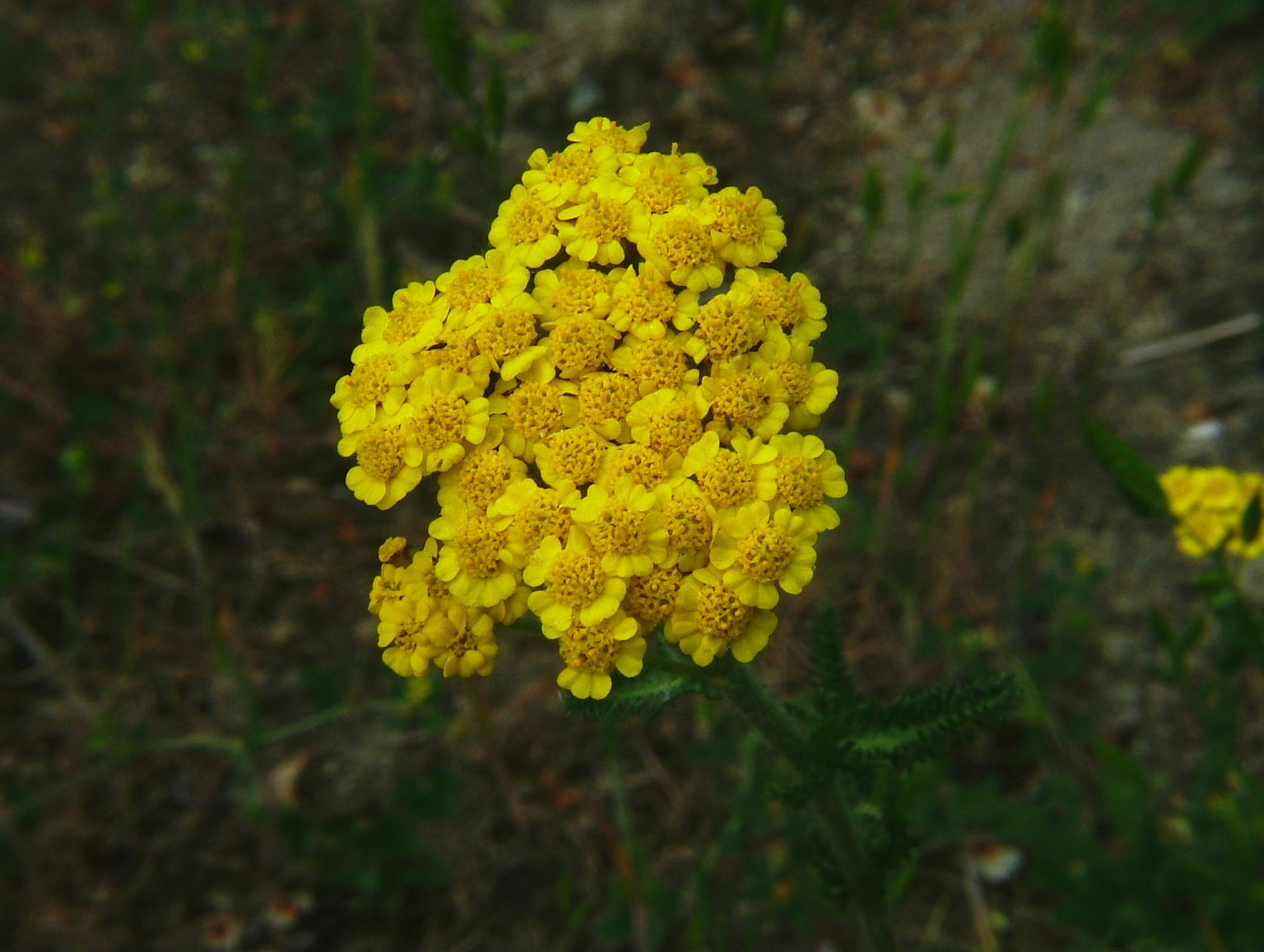 Achillea tomentosa / Millefoglio giallo