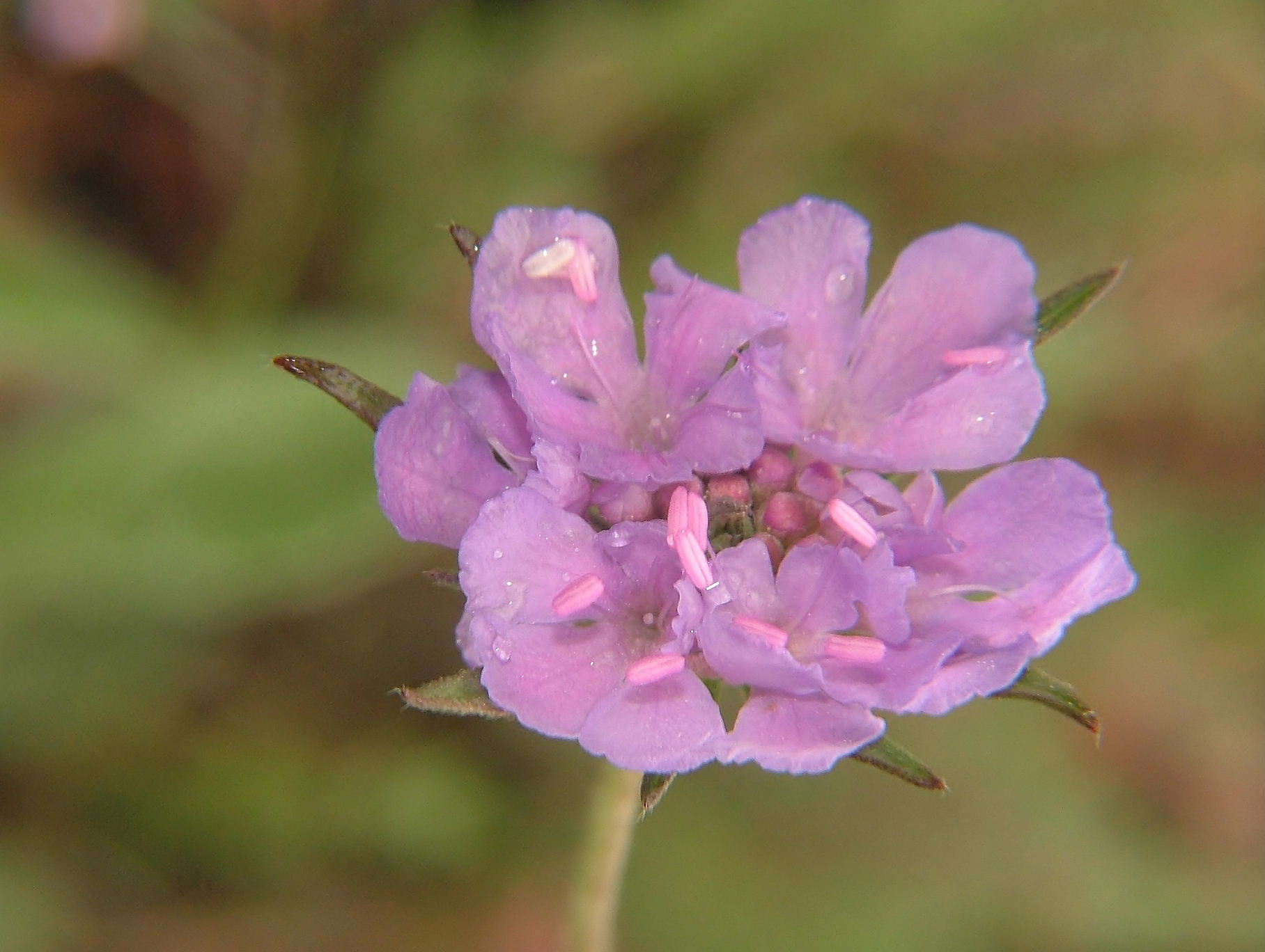 Scabiosa ?? da determinare � 1