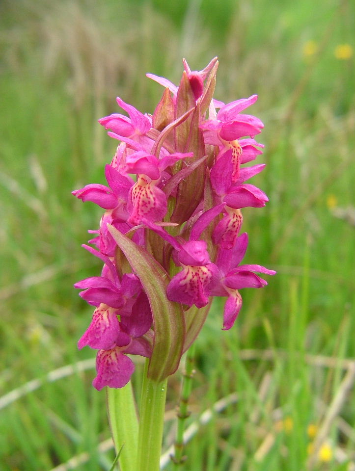 Ibrido D. incarnata x D. sambucina ???